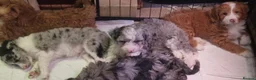 Mixed Breed dogs for sale: 9 week Cockerpoo x Cavapoo puppies Ready to go. - Advert 3