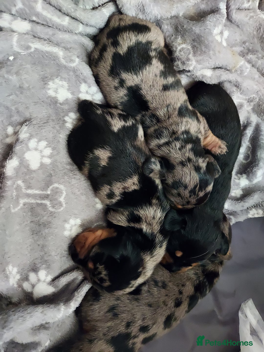 Miniature Dachshund dogs for sale: Miniature Dachshund - Image 8