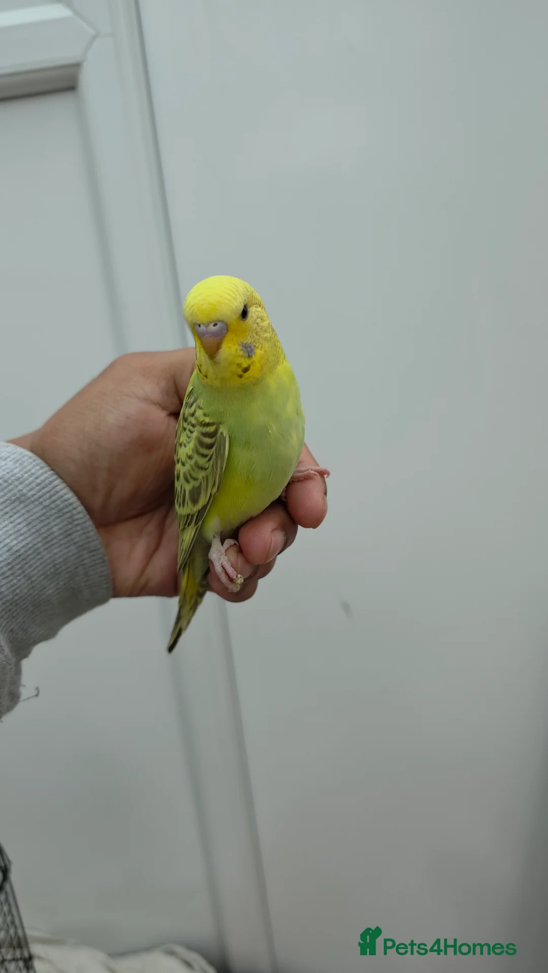 Budgerigars birds for sale: Beautiful hand tamed baby budgies for sale  - Advert 10