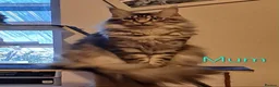 Maine Coon cats for sale: 3 TICA registered Maine Coon kittens. - Advert 14