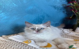 Ragdoll cats for sale: GORGEUS RAGDOLL KITTENS FOR SALE - Image 1