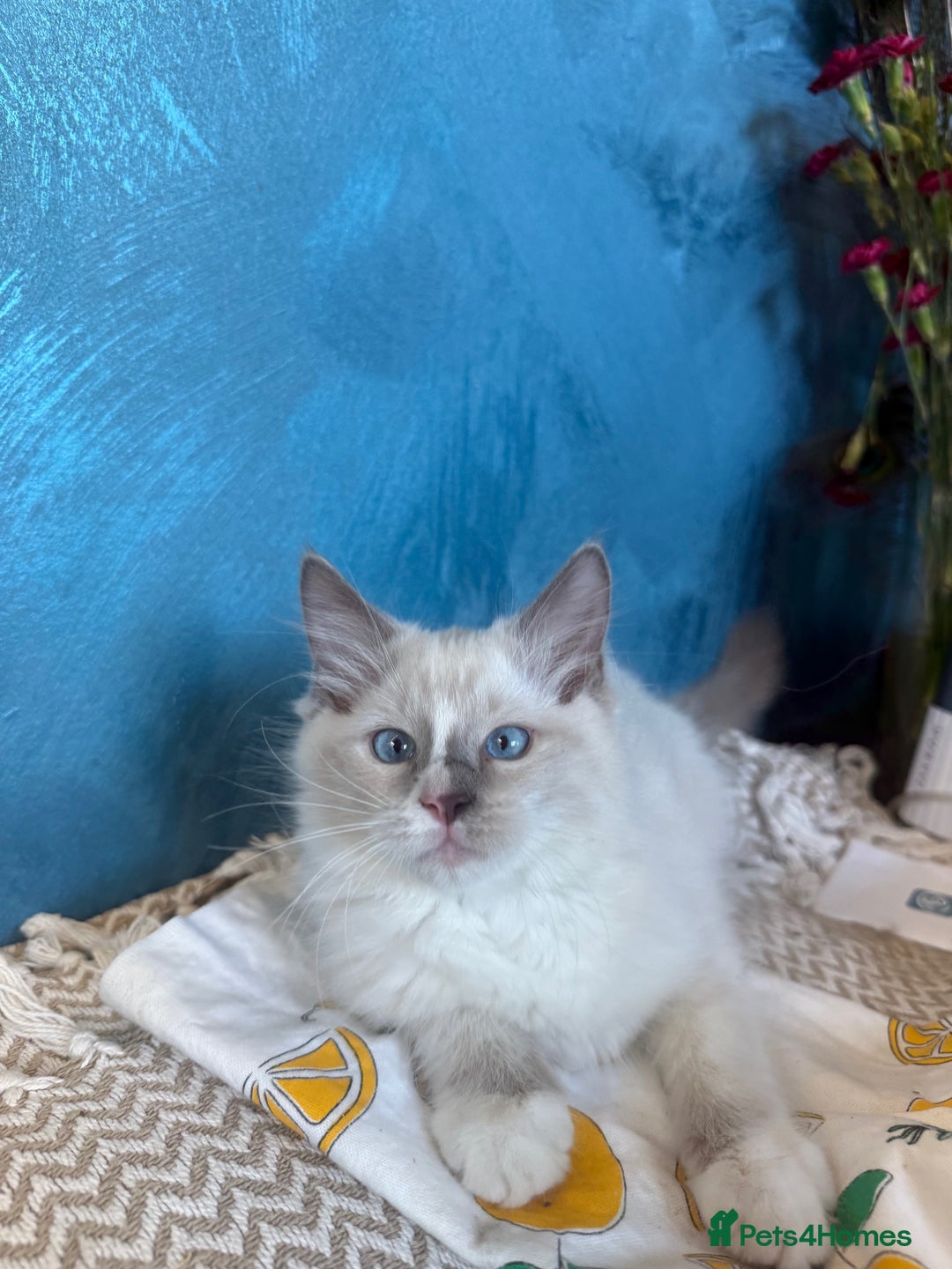 Ragdoll cats for sale: GORGEUS RAGDOLL KITTENS FOR SALE - Image 1