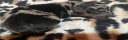 Dachshund dogs for sale: The Dapple Dachshunds Nottinghamshire  - Advert 15