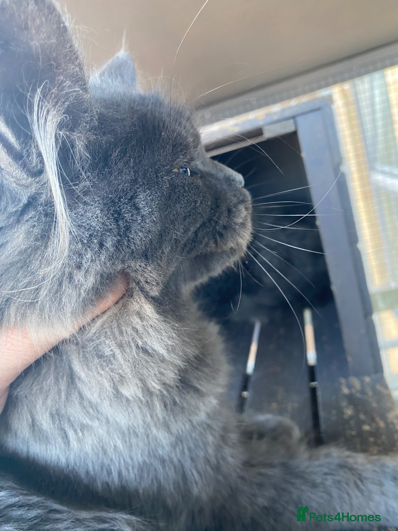 Maine Coon cats 🔥*FEMALE*AVAILABLE*🔥*💎*Blue Maine Coon*💎 - Advert 6