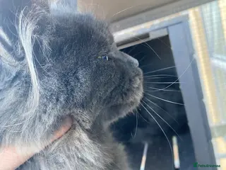 Maine Coon cats ๐ฅ*FEMALE*AVAILABLE*๐ฅ*๐*Blue Maine Coon*๐ - Advert 6