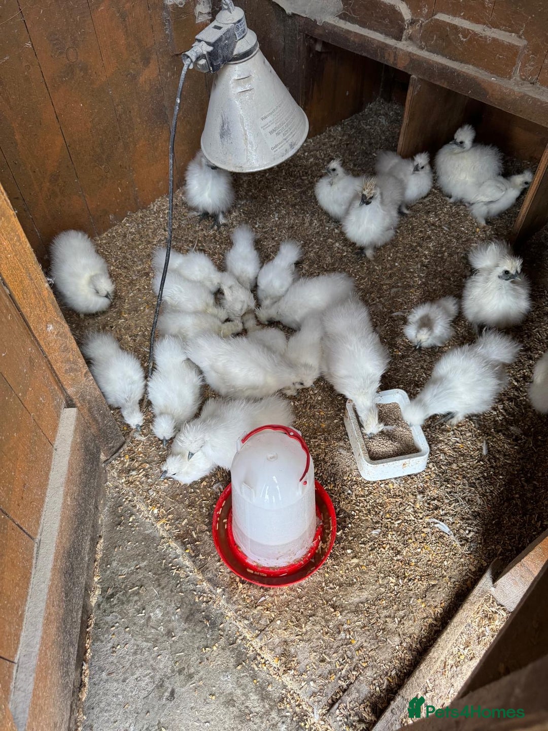 Chickens poultry for sale: Mixed silkie bantam chicks - Image 2