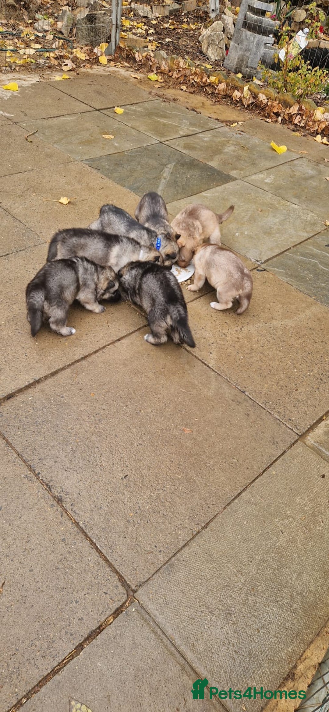 Shepsky dogs for sale: chunky litter of shepsky pups (read description) - Image 12
