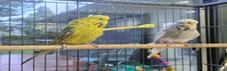 Budgerigars birds for sale: 2 Show Budgies 35 Ponds each - Advert 2