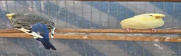 Budgerigars birds for sale: Silly hand tamed baby budgies for sale  - Advert 14