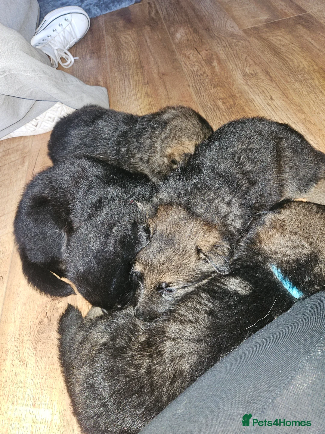 German Shepherd dogs for sale: German puppies - Advert 2