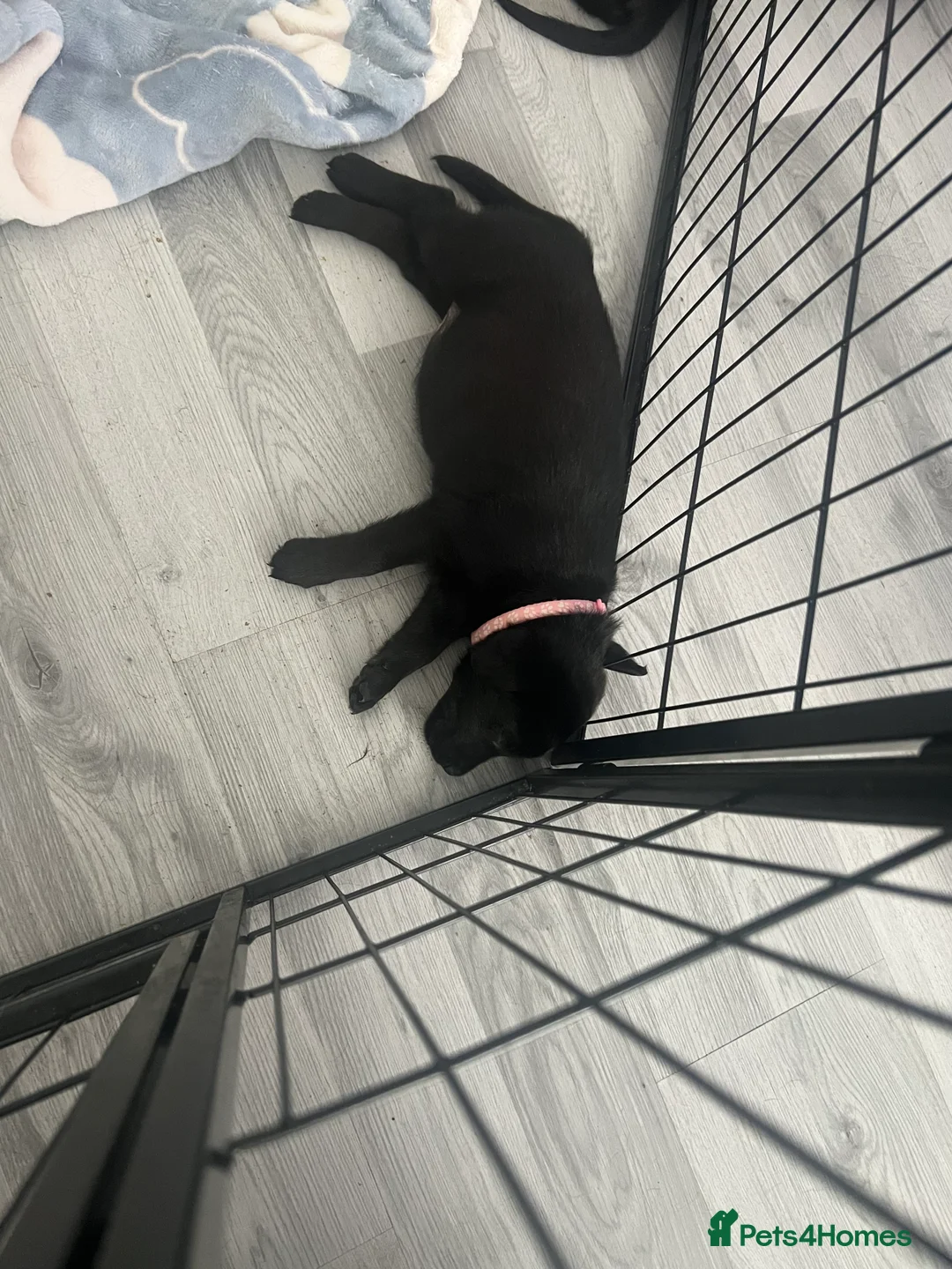 Mixed Breed dogs for sale: Labrador x kelpie puppies - Advert 2