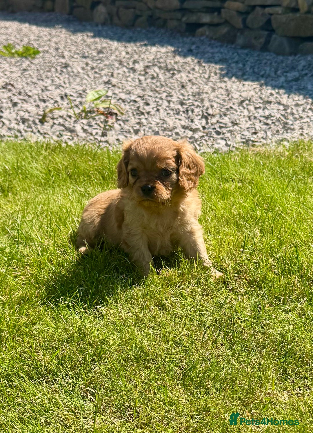Cavalier King Charles Spaniel dogs for sale: Stunning cavalier King Charles spaniel puppies. - Image 19