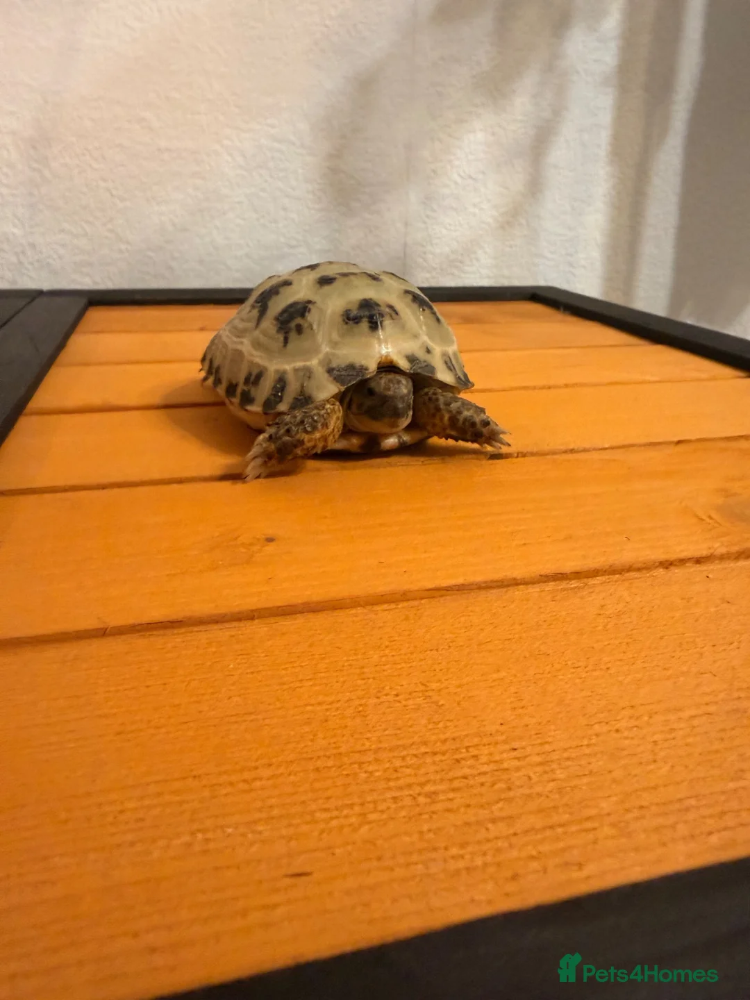 Tortoise reptiles for sale: Terry - Horsefield Tortoise in Leicester - Advert 2