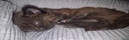Mixed Breed cats for sale: 8 week old black half maine coone half tabby in Welwyn Garden City - Advert 10