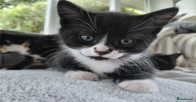 Mixed Breed cats - Advert 6