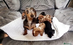 Miniature Dachshund dogs for sale: Miniature dachshund puppies  - Image 6