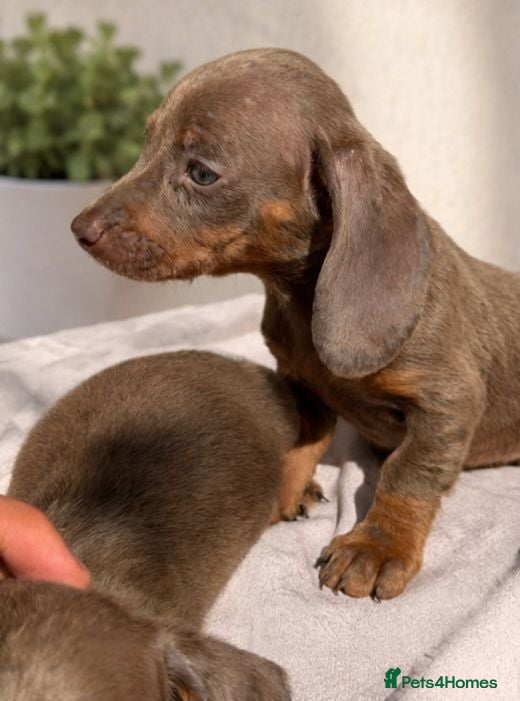 Dachshund dogs READY TO LEAVE BLUE EYED DASCHUND🐶PUPPIES - Advert 1