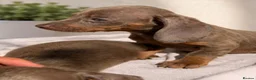 Dachshund dogs for sale: READY TO LEAVE BLUE EYED DASCHUND🐶PUPPIES - Advert 1