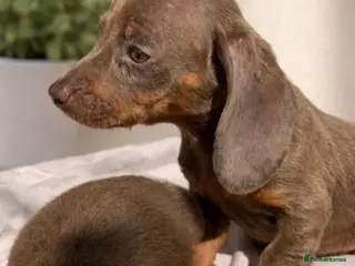 Dachshund dogs READY TO LEAVE BLUE EYED DASCHUND🐶PUPPIES - Advert 1