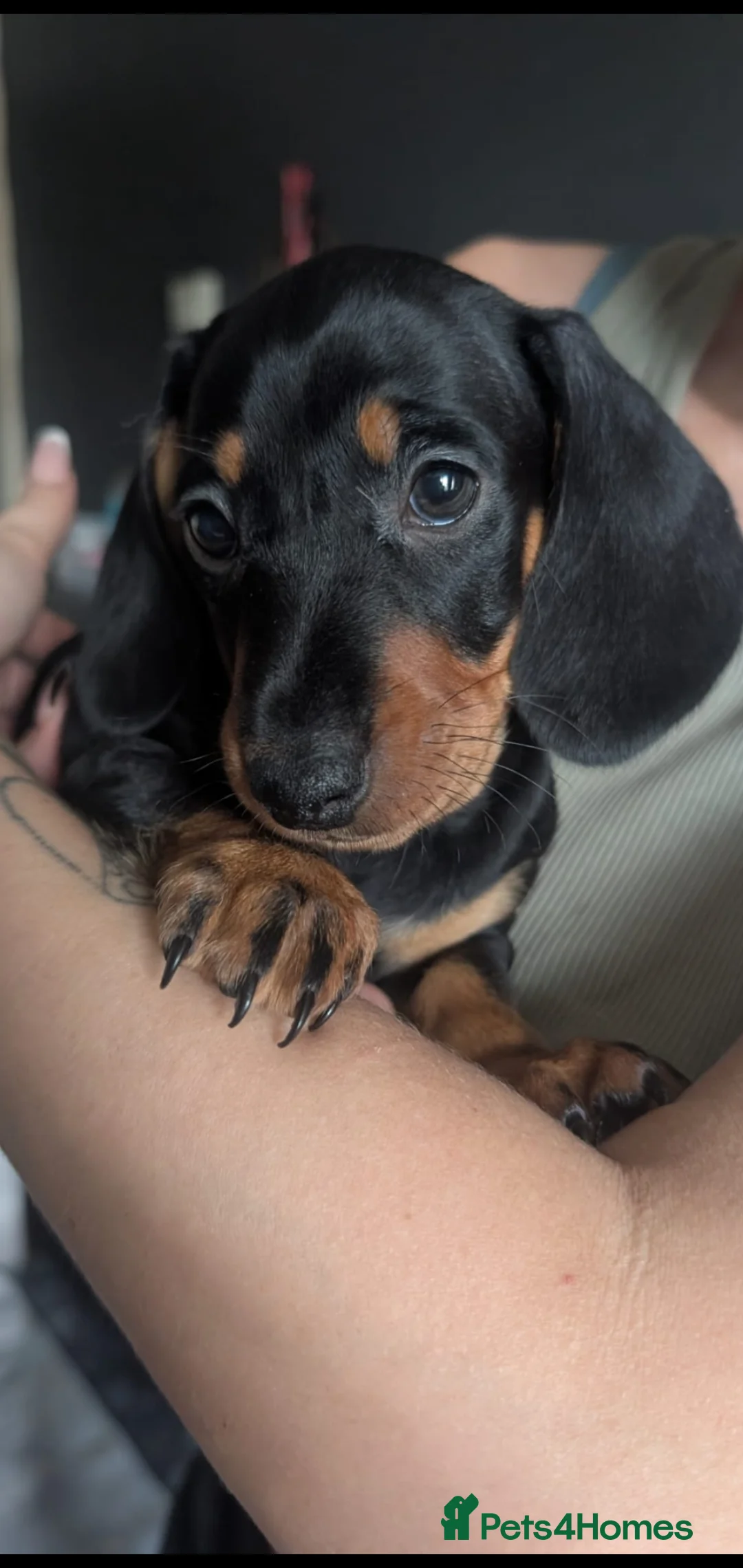 Miniature Dachshund dogs for sale: 2 male miniature dachshunds  in Brandon - Advert 1