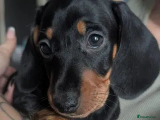 Miniature Dachshund dogs 2 male miniature dachshunds - Advert 3