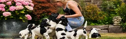 Cocker Spaniel dogs for sale: Beautiful Cocker Spaniel pups for sale - Advert 7