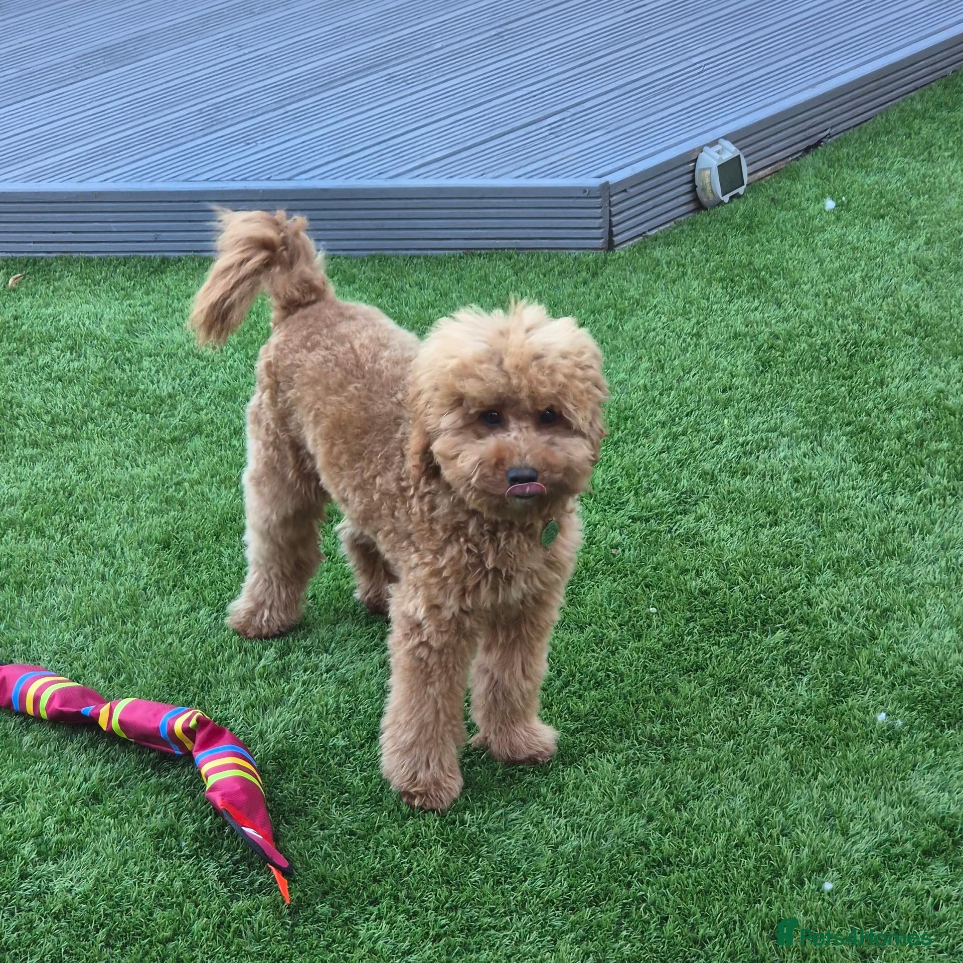 Cavapoo dogs Loving 6 month Cavapoo - reluctantly rehoming.  - Advert 1