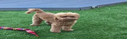 Cavapoo dogs for sale: Loving 6 month Cavapoo - reluctantly rehoming.  - Advert 1