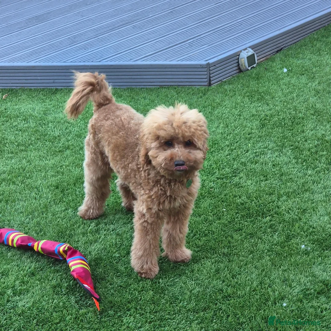 Cavapoo dogs for sale: Loving 6 month Cavapoo - reluctantly rehoming.  - Advert 1