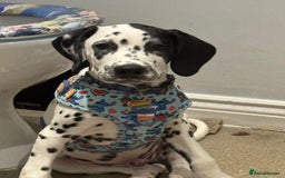Dalmatian dogs for sale: Dalmatian puppy for sale 5 months  - Image 6