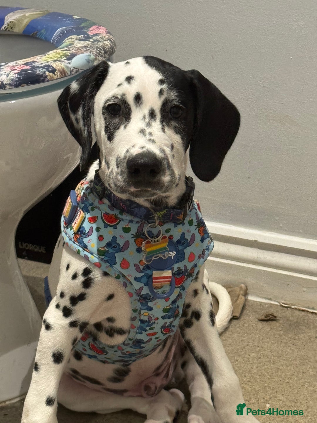 Dalmatian dogs for sale: Dalmatian puppy for sale 5 months  - Image 6