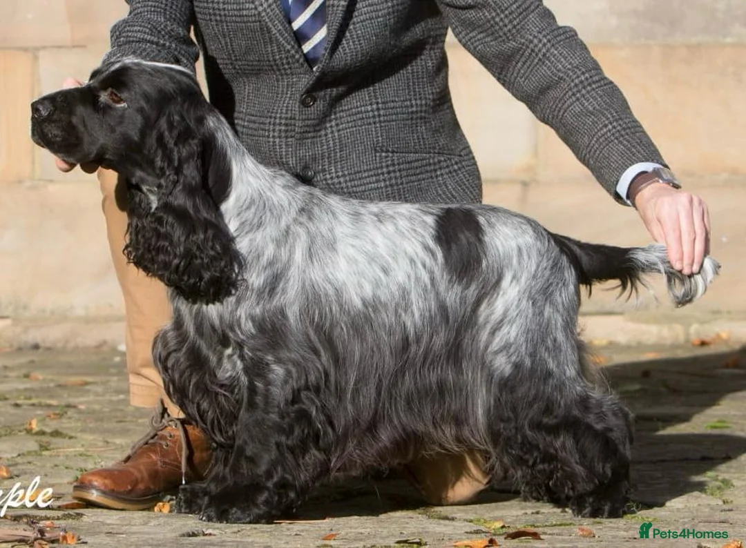 Cocker Spaniel dogs for sale: Stunning cocker spaniel male for sale  - Advert 2