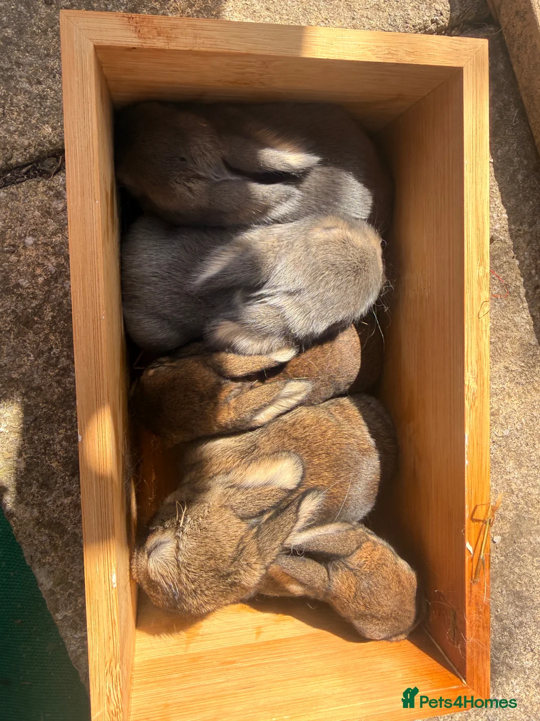 Mini Lop rabbits for sale: Mini lop (plush hypoallergenic)  - Advert 2