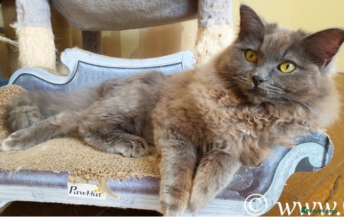 Ragdoll cats Beautiful 16 month old Girl Available - Advert 1