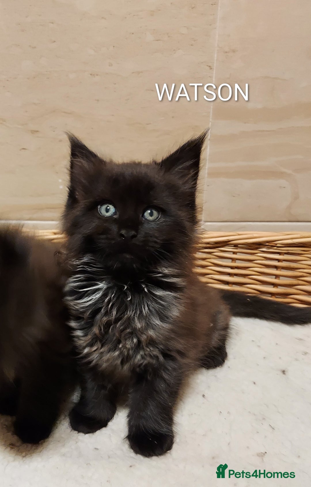 Maine Coon cats for sale: GREAT QUALITY/GCCF/ DNA/ VERY CUTE !!! - Advert 7