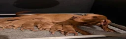 Hungarian Vizsla dogs for sale: KC Reg Hungarian Vizsla Pups Health Tested Parents - Advert 5