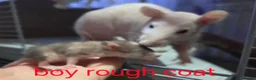 Rat rodents for sale: Dumbos and fancy rats sometimes balds.  - Advert 4