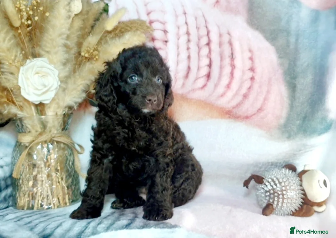 Mixed Breed dogs for sale: STUNNING RARE COLOURS F1B GOLDENDOODLE LITTER - Advert 37