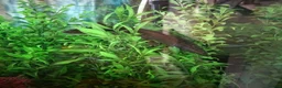 Axolotl reptiles for sale: 3 axolotls for sale with set up in Cardiff - Advert 1