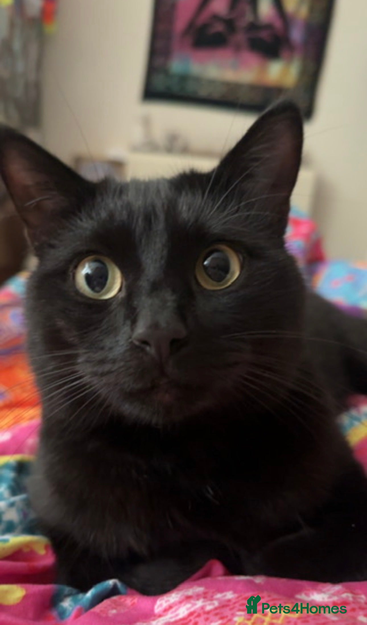 Mixed Breed cats Jasper (Male black cat)  - Advert 1