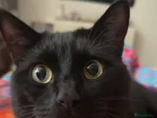 Mixed Breed cats Jasper (Male black cat) - Advert 1