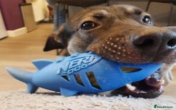 Mixed Breed dogs for adoption: Meet Fagan, currently residing in Wales - Image 3