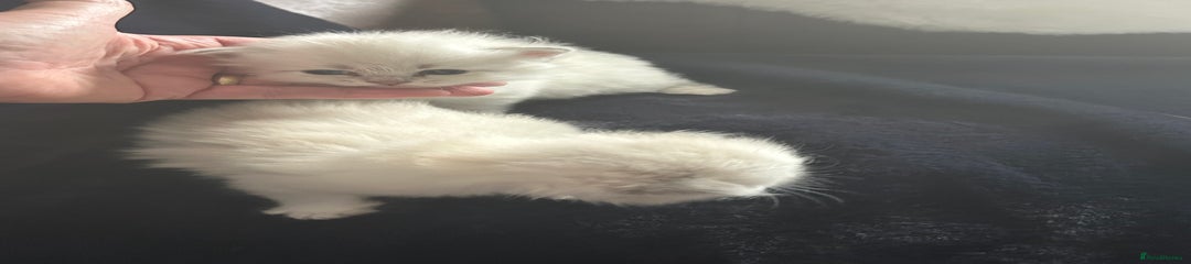Neva Masquerade Kitten 2