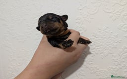 Rottweiler dogs for sale: 🐶 Rottweiler Puppies – German ADRK Bloodlines - Image 5