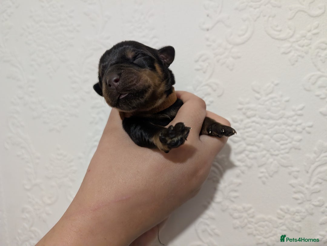 Rottweiler dogs for sale: 🐶 Rottweiler Puppies – German ADRK Bloodlines - Image 5