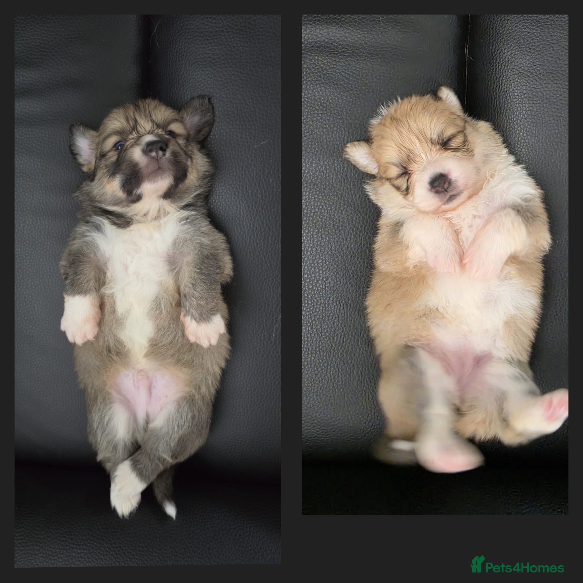 Welsh Corgi Pembroke dogs KC registed Welsh Pembroke Corgi. - Advert 4