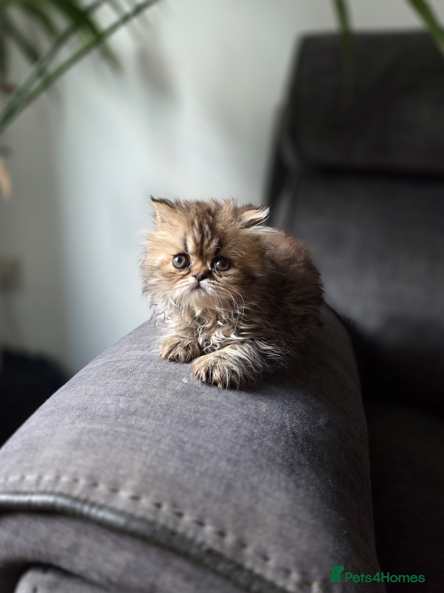 Persian cats for sale: Two Beautiful Persian male kittens  - Advert 14