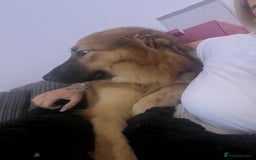 Mixed Breed dogs for sale: German shepherd  - Image 6