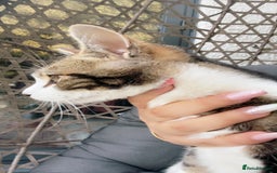 Mixed Breed cats for sale: Kitty cats  - Image 3