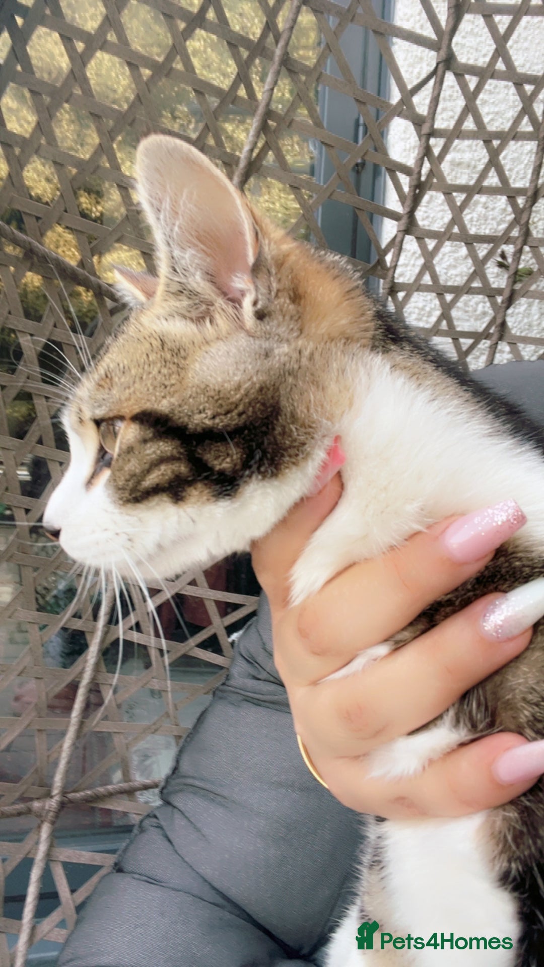 Mixed Breed cats for sale: Kitty cats  - Image 3